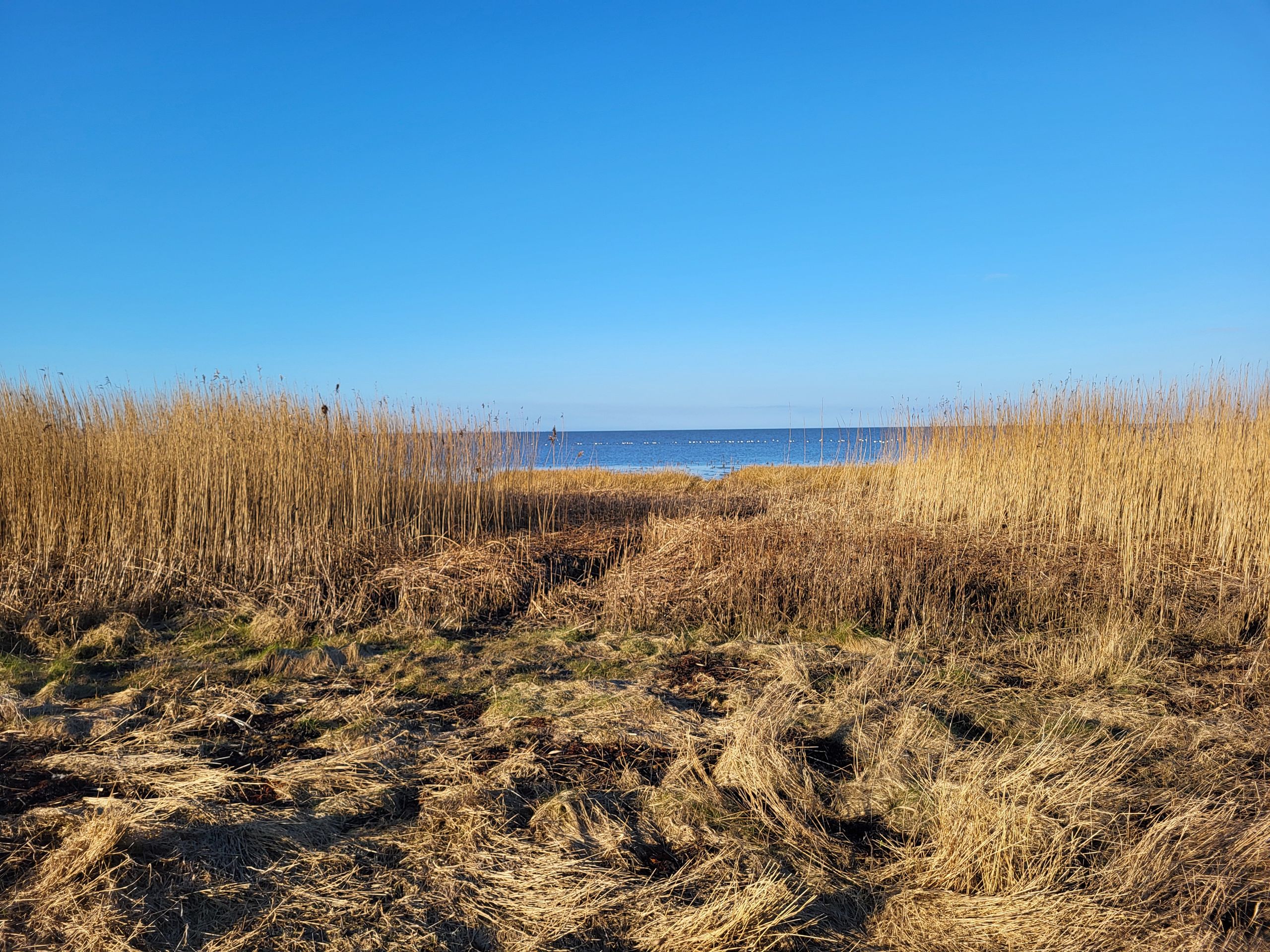 Morsum Cliff
