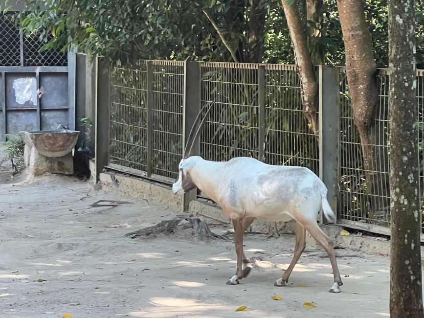 Tag 16 - Phu Quoc: Tierische Higloghts und glitzerndes Einhorn
