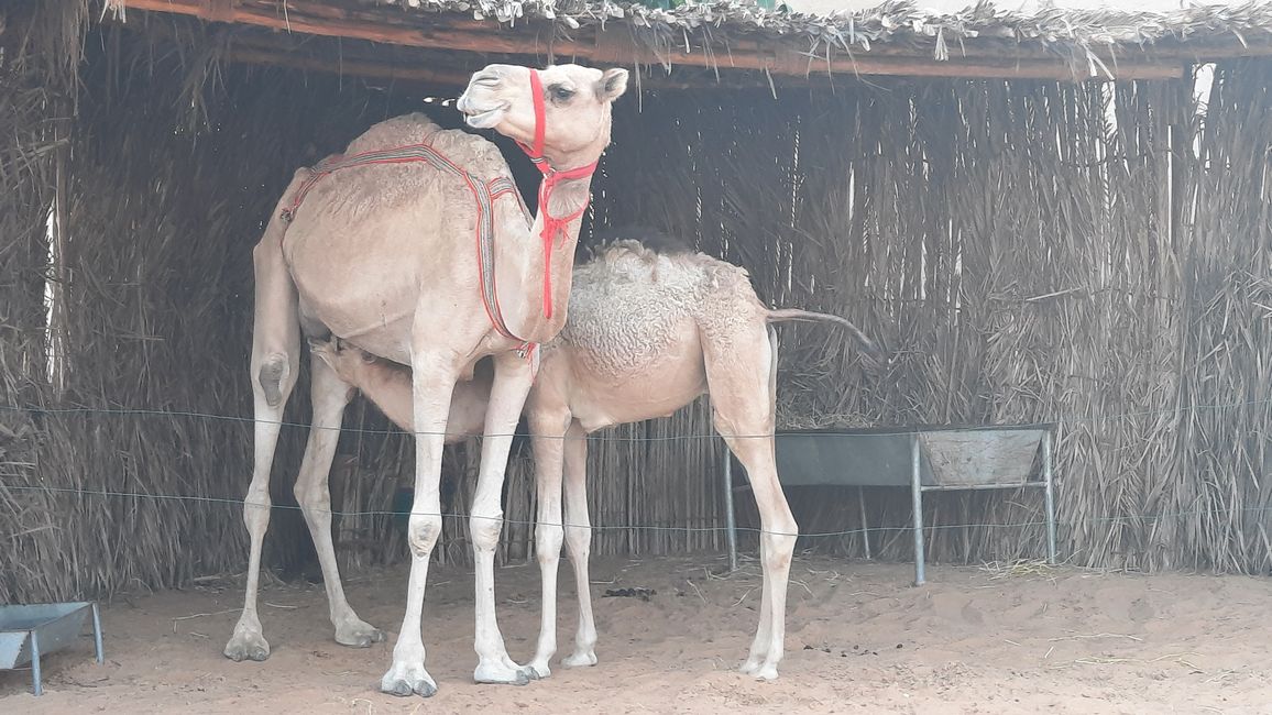 Ein Dromedar = arabisches Kamel