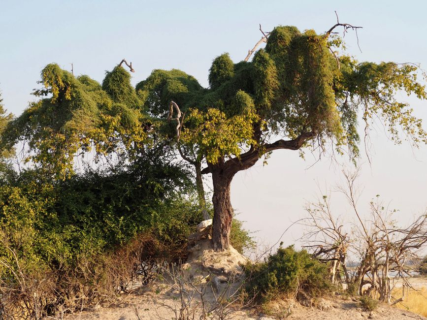 Safari pur-das Abenteuer beginnt