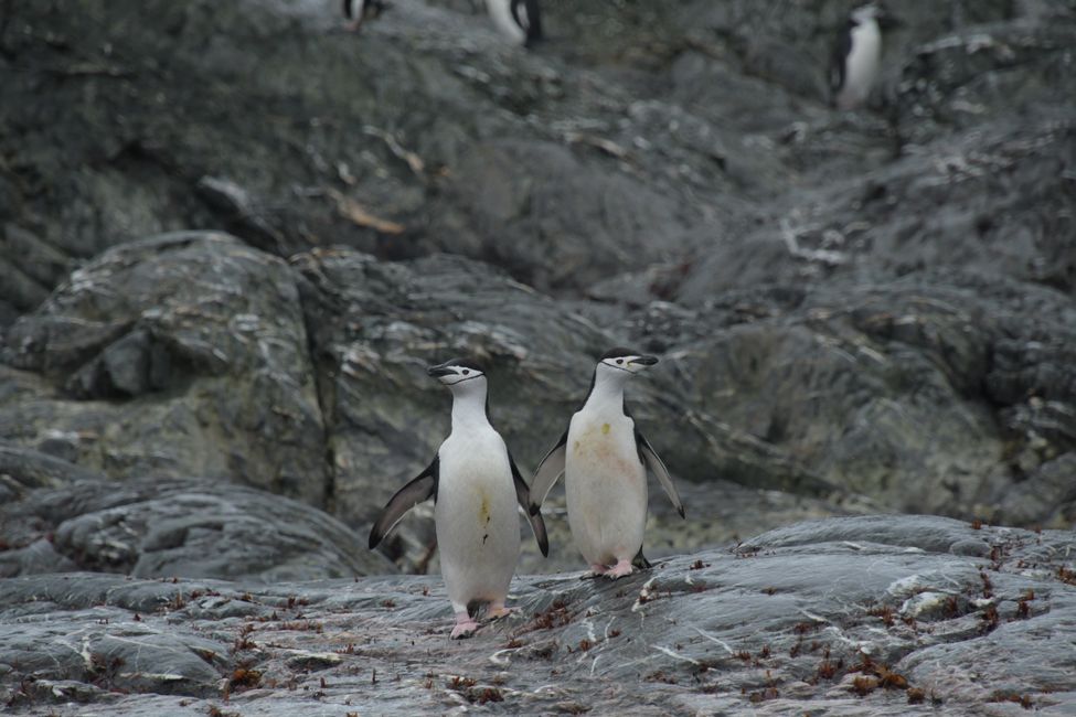 Zügelpinguine / Chinstrap penguins