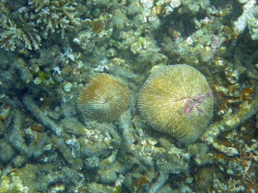 Misool, Westneuguinea, Indonesien, Insel-Ausflug