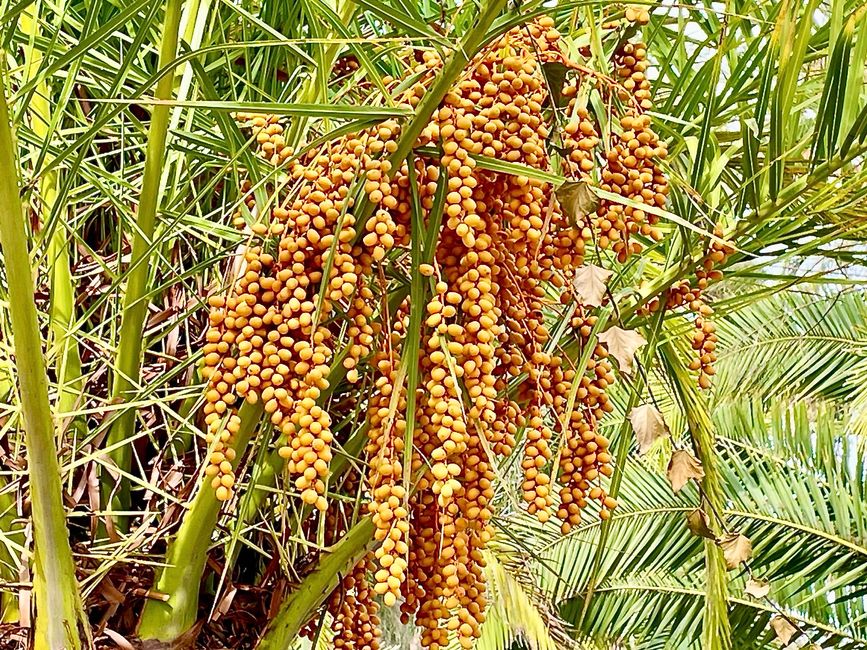 Dates – they give a rich harvest.