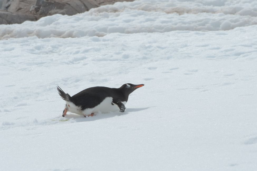 Eselspinguin / Gentoo penguin