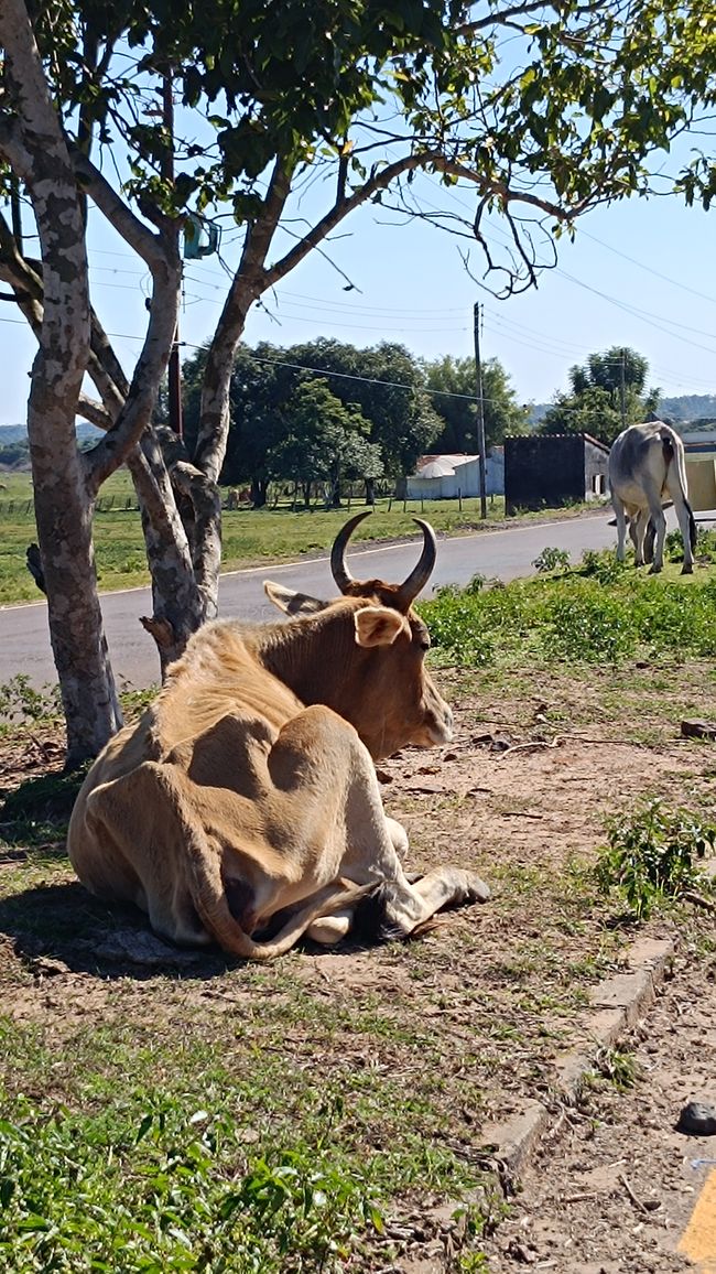 Paraguay_Caacupe_Aventura_Ranch (Juli 2025)