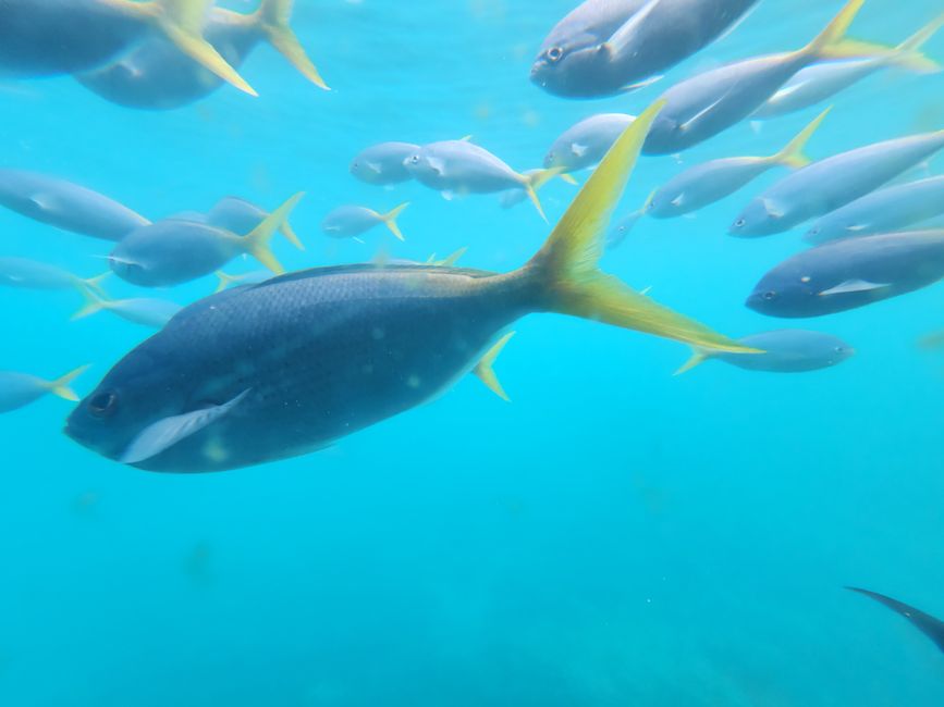 Tag 27, 21. Mai, Great Barrier Reef