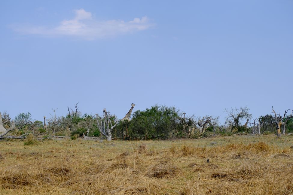 Okavango Delta 🇧🇼