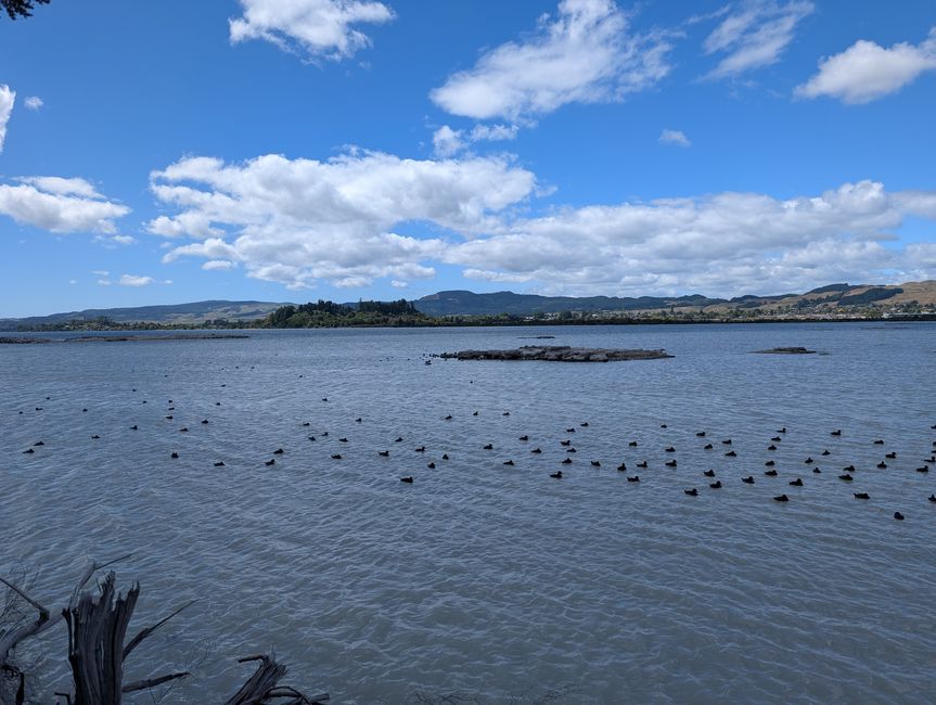 Rotorua