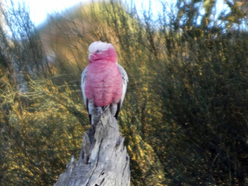 Kangaroo Island