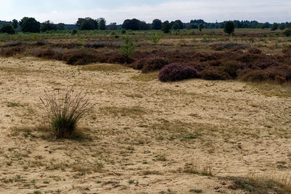 Radfahren in der Veluwe