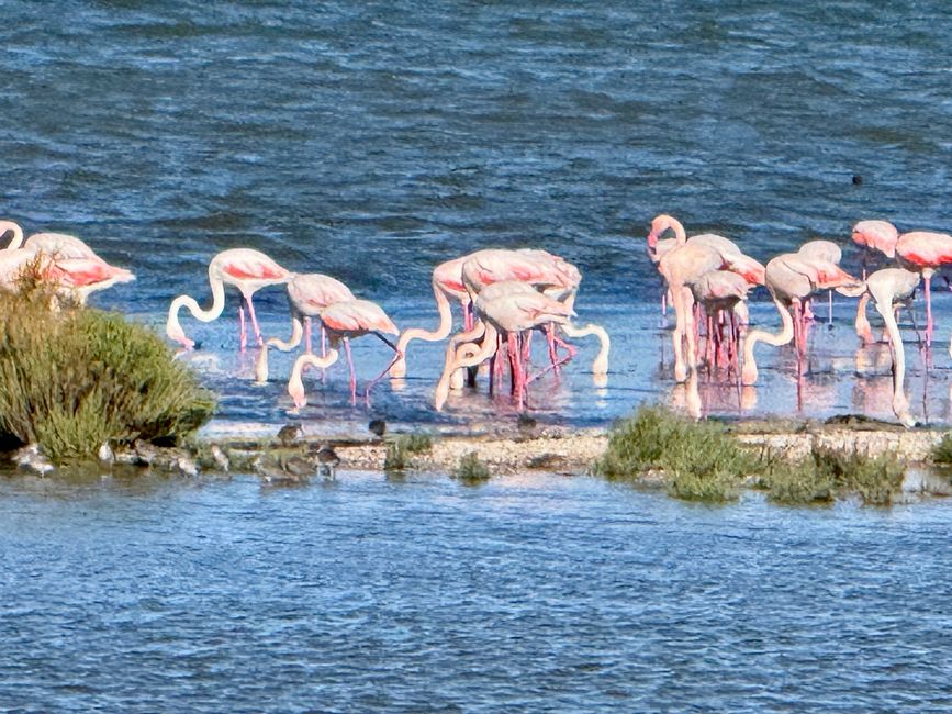 Rosaflamingos im Naturschutzgebiet von Monte Argentario.