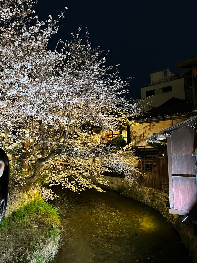 Kyoto-Sábado-05.04.25