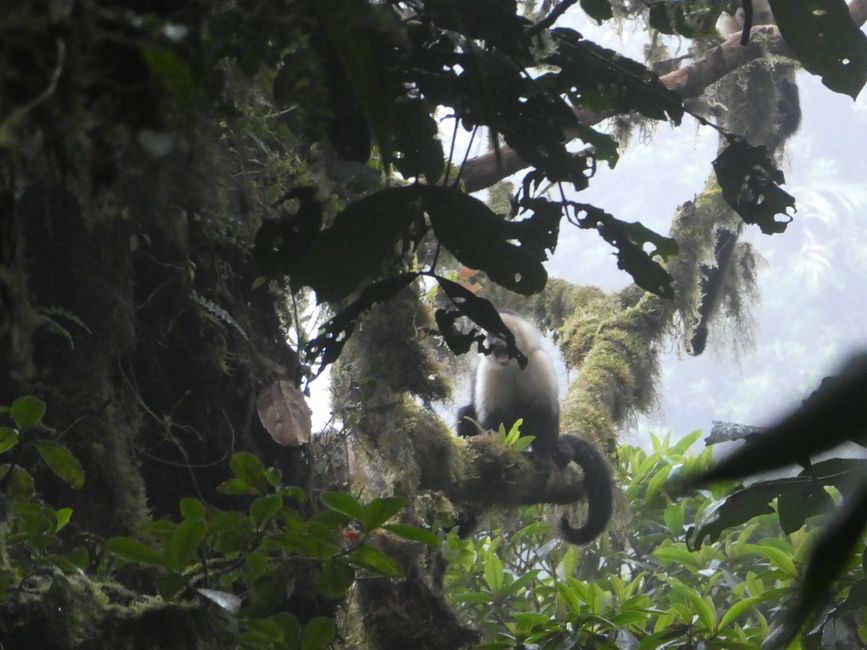 Capuchin monkey, Monteverde Reserve