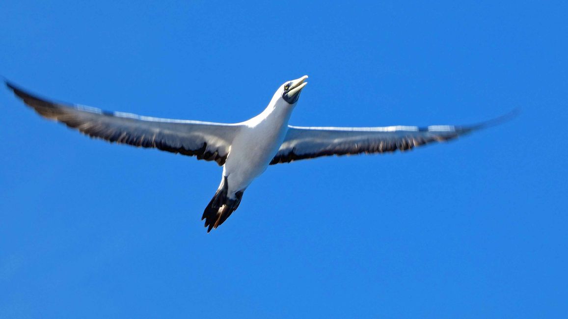 Traversée vers Alotau - Oiseaux marins et poissons volants