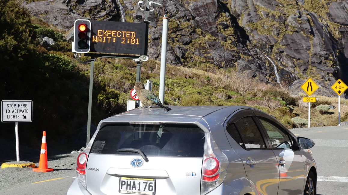 Ein Kea verschönert uns die Zeit beim Warten am Tunnel