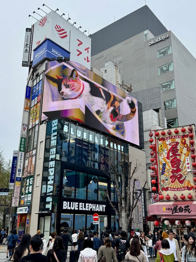 Parte 7
BENVENUTO IN GIAPPONE 🇯🇵
TOKYO