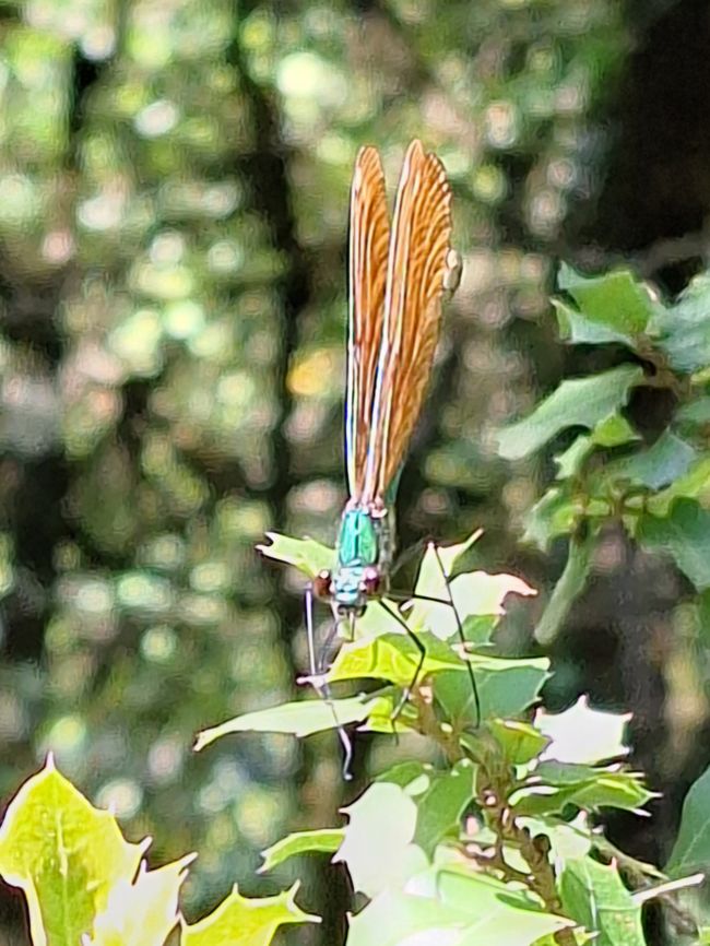 Prachtlibelle