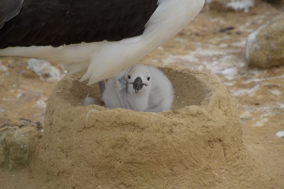 Schwarzbrauen-Albatros / Black-browed albatros
