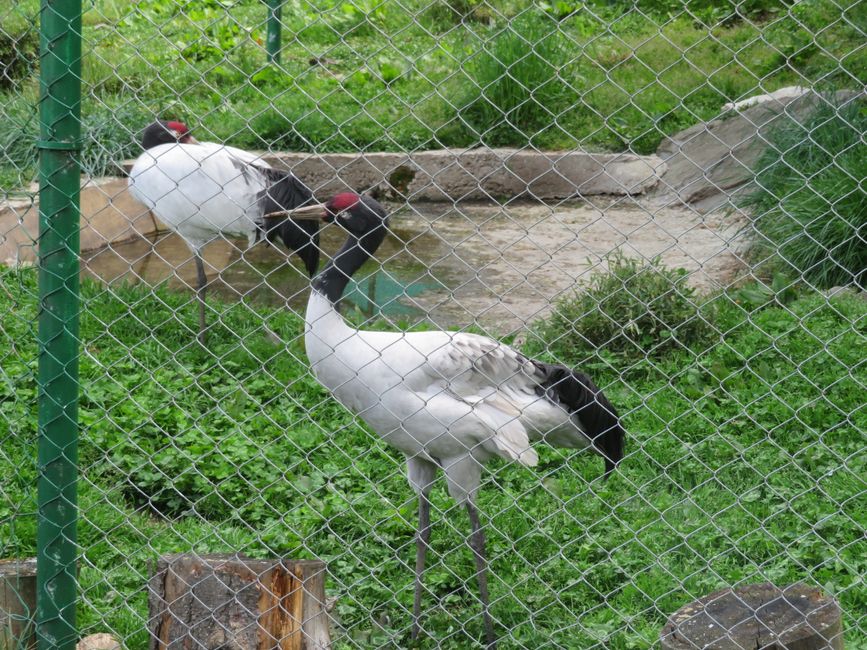 Kraniche