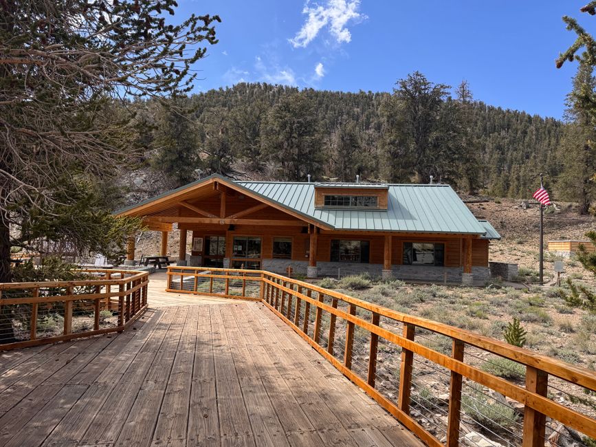 Foresta di Pino Bristlecone Antico – gli alberi più antichi del mondo