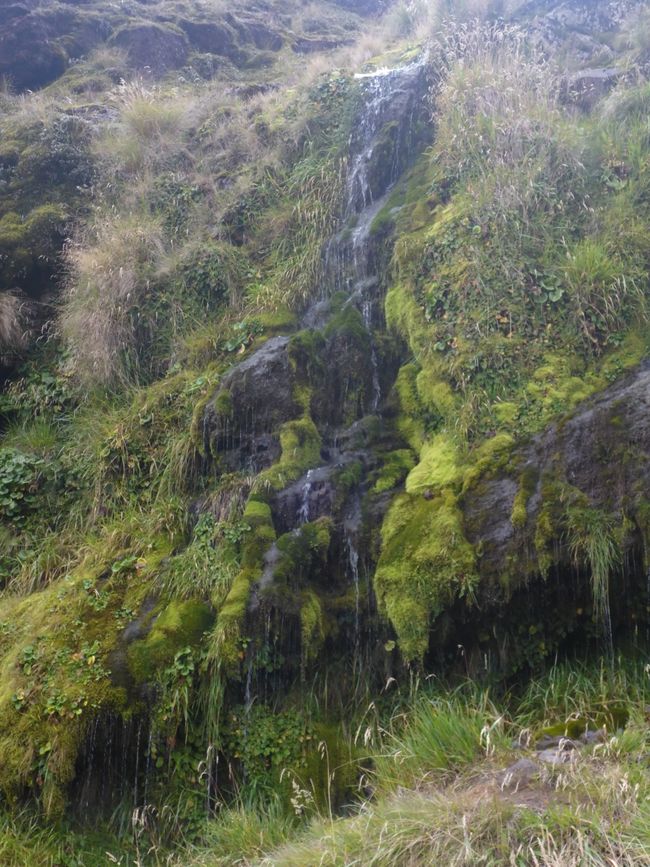 2025-03-29 Tongariro, Timber Trail and ...