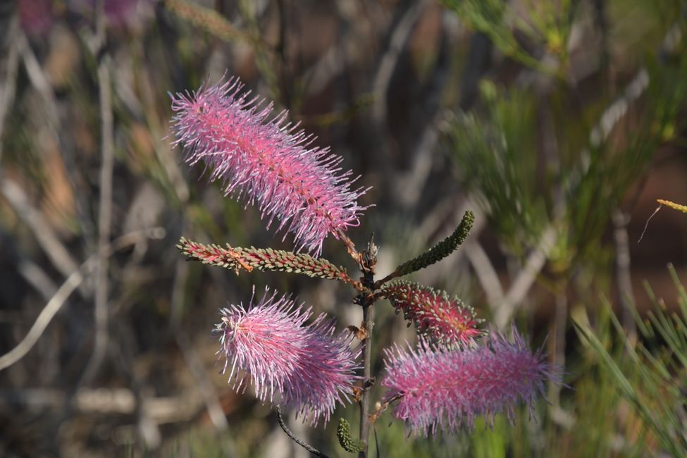 Kalbarri NP - Grevillea