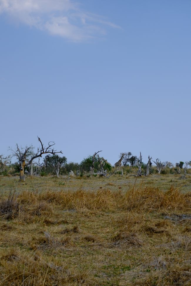 Delta del Okavango 🇧🇼