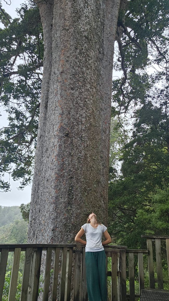 Hahei - The 309 Road - Coromandel