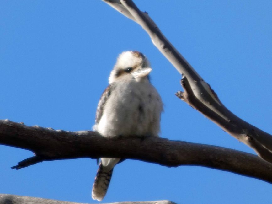 Halls Gap - Grampians-Nationalpark