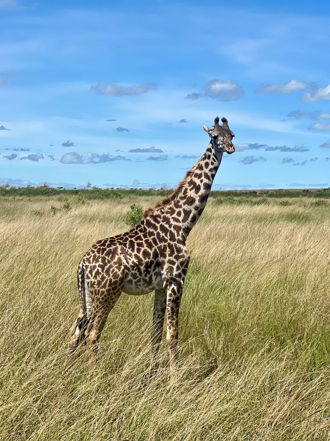 Luftballong över Masai Mara