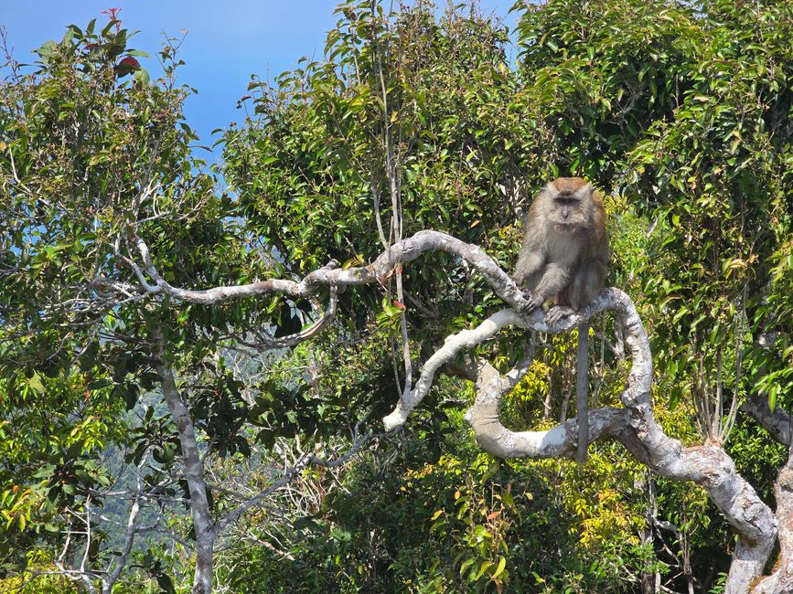 Langkawi - Reif für die Insel!