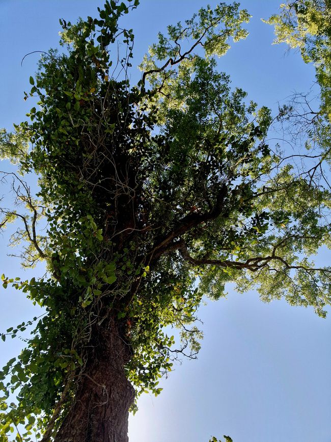 Zwischen Himmel und Erde - Georgetown/Penang