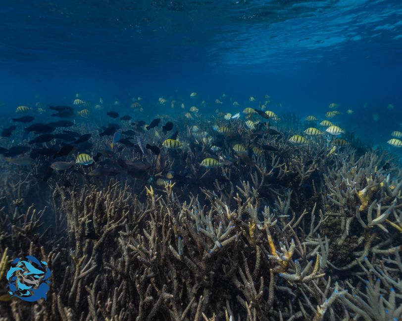 Snorkeling