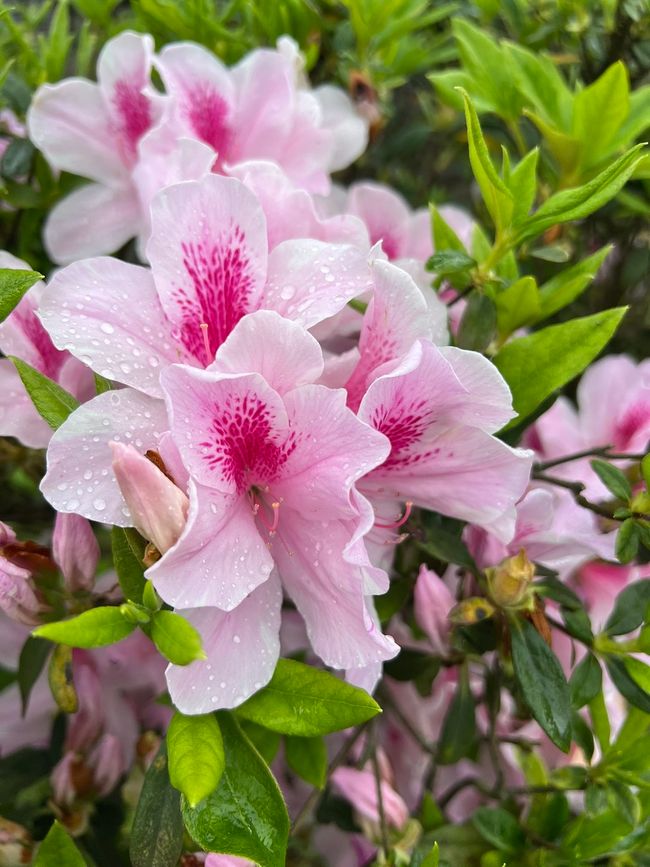 Nebel und Blumen