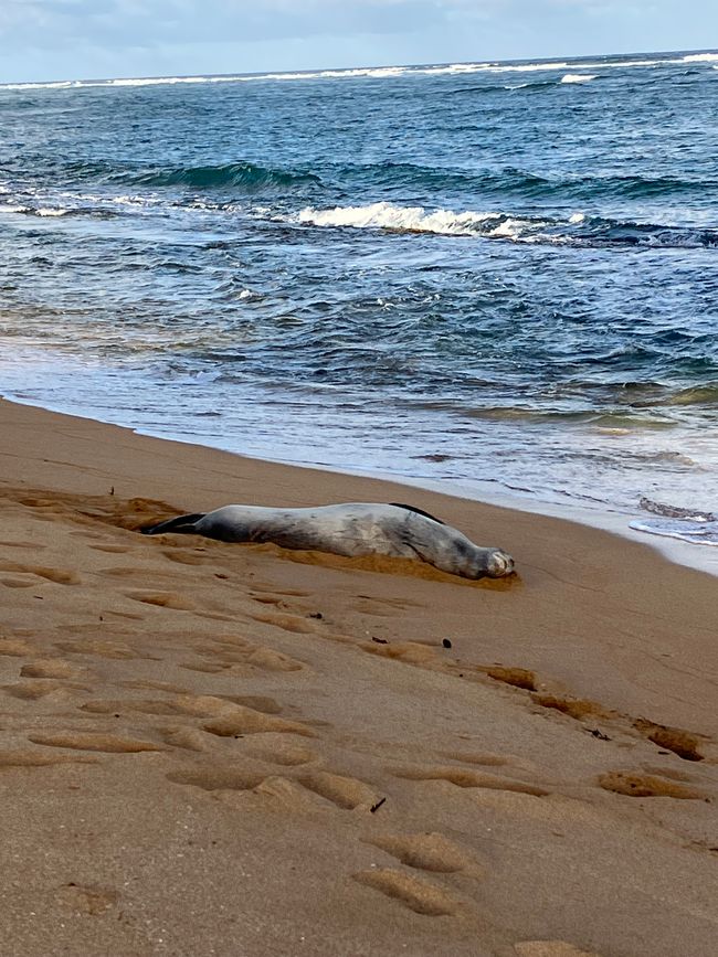 And then this happened: right on the adjacent beach to the hotel one, we experienced a monk seal. All well and healthy, just crazy, so enormous ! 