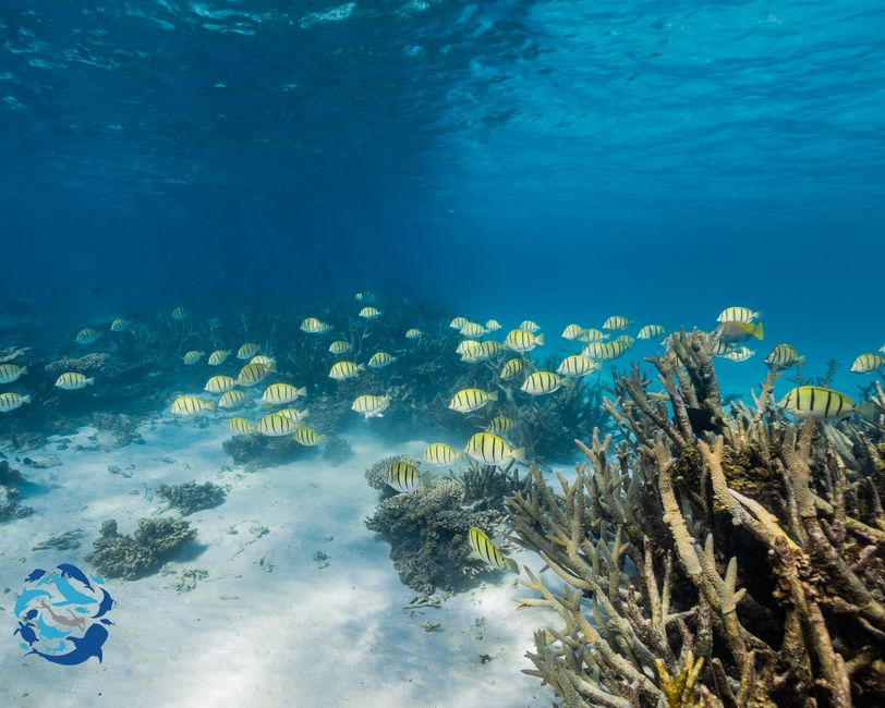 Snorkeling
