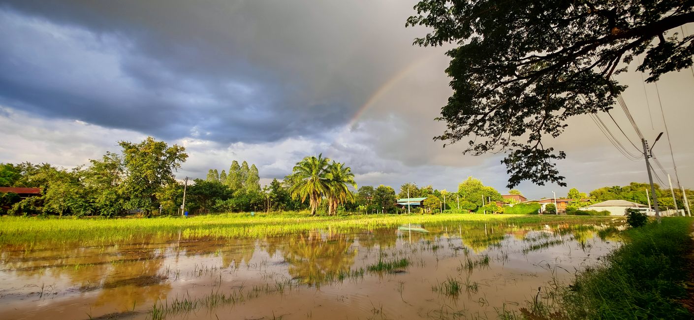 Regenbogen über Reisfeldern