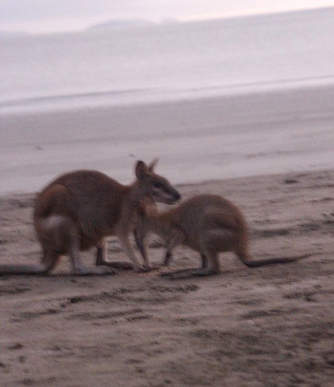 Day 9: Kangaroos - Rainforest - Platypuses - Coast