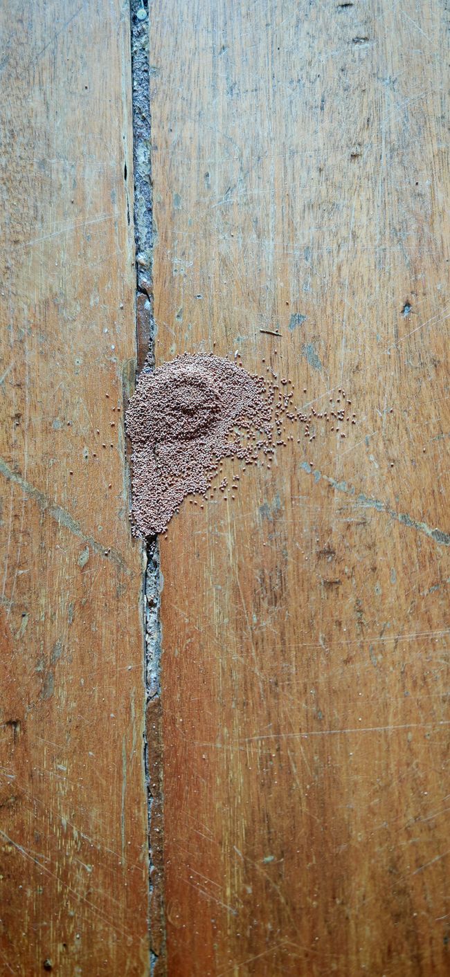 kleiner Termiten Haufen 