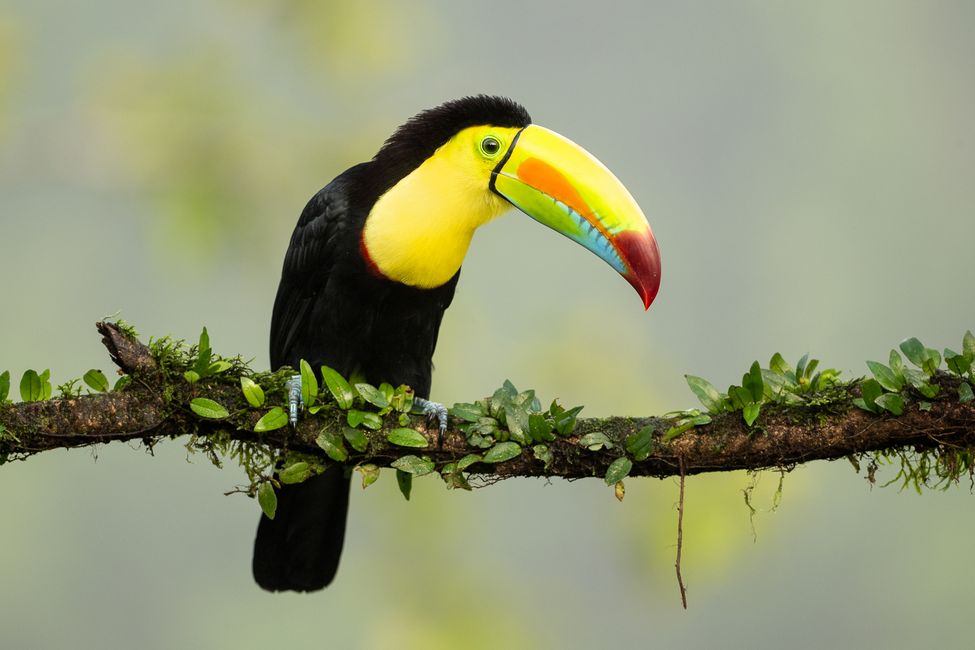 steiners-america-central-2026