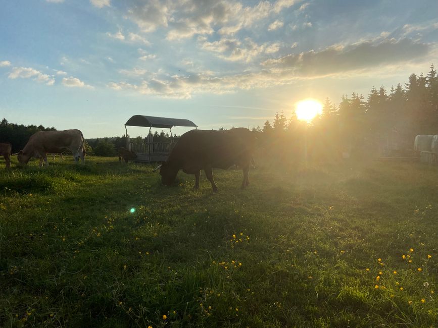 Kurztrip nach Wallersheim in der Vulkaneifel