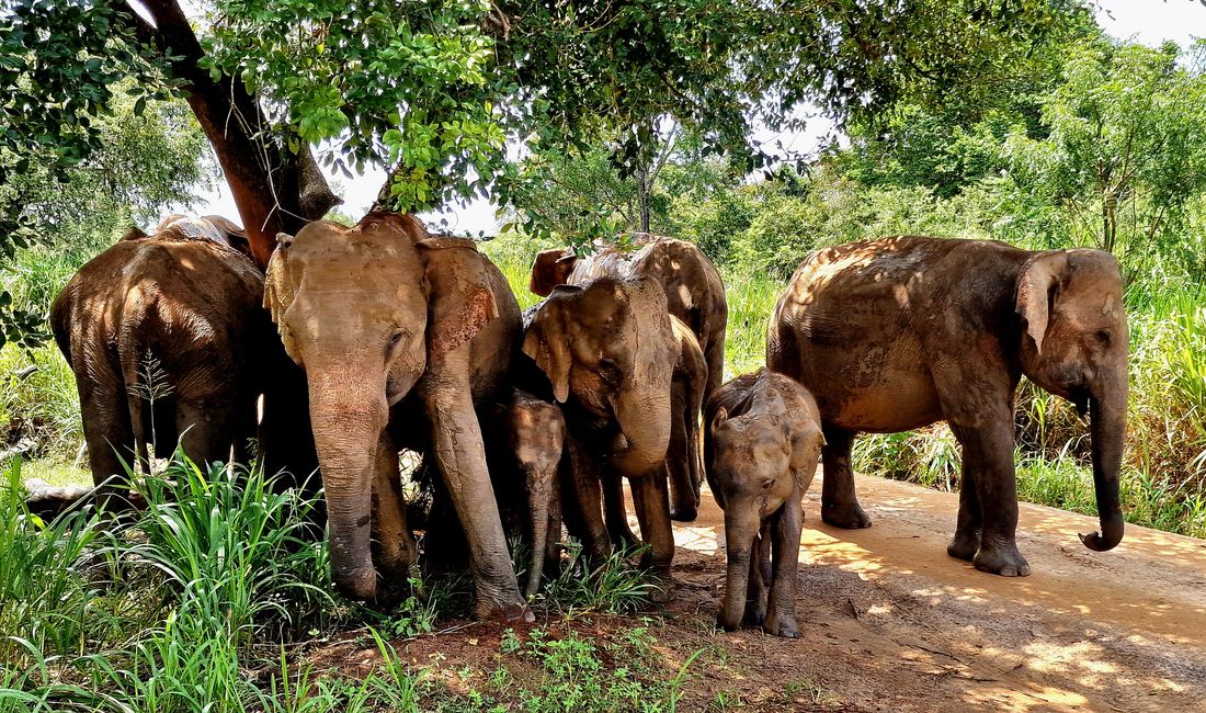 Hurulu Eco Park