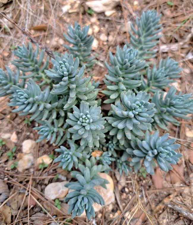 Planta de suculenta de Niza