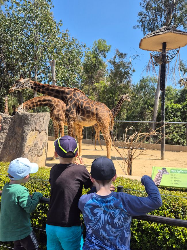 Nel zoo