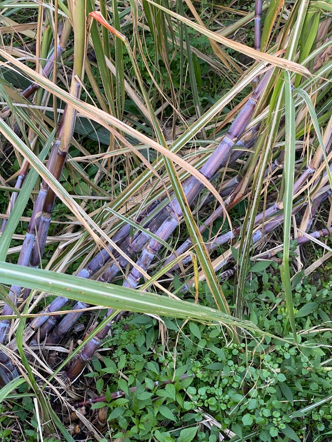 Rotes Zuckerrohr wird ebenfalls zu Melasse verarbeitet