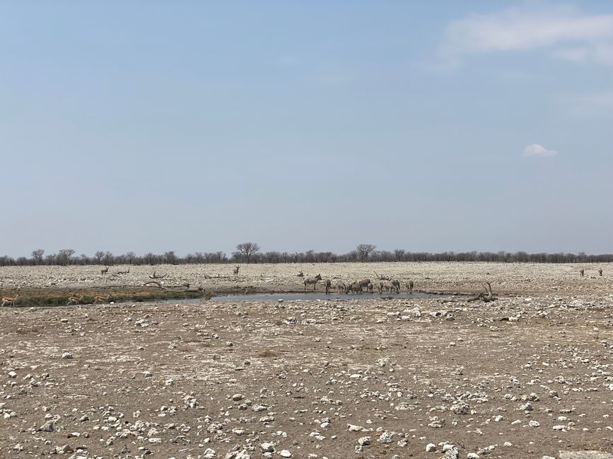 Etosha National Park 🐘🦒