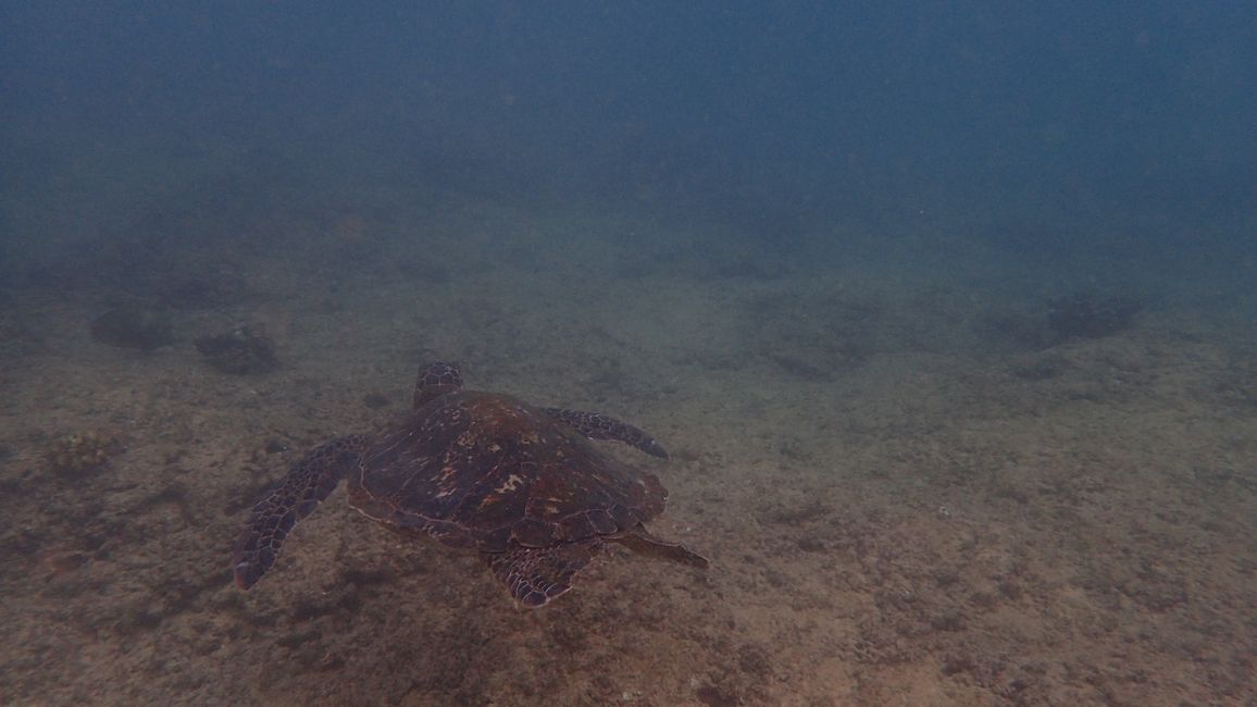 D18 - 7am Yoga with Norbi and Poipu beach with monk seals, sea turtles and Humuhumunukunukuapua‘a