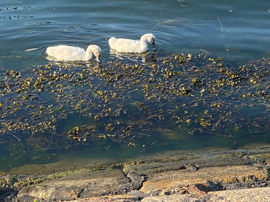 Diese Schwanenküken trauten sich alleine ans Frühstück