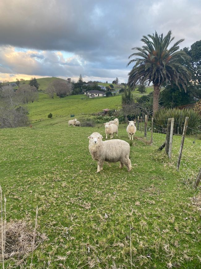 De whangarei à auckland
