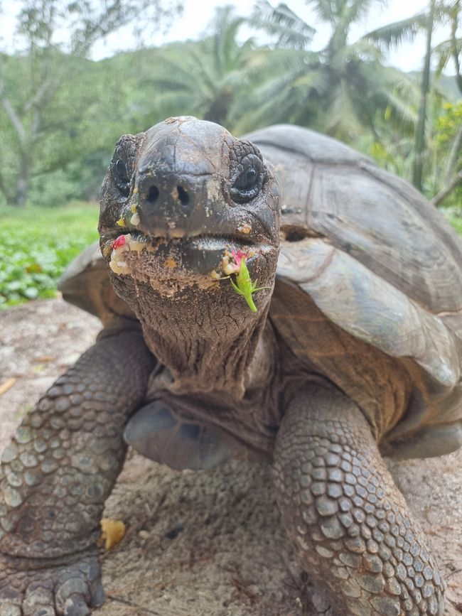 Seychellen - Tag 11: Inselhopping auf die Insel La Digue